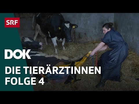Junge Tierärztinnen und ihr Knochenjob – Erste Schritte im Berufsleben | Folge 4 | Doku | SRF Dok