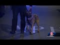 Two People Shot In Dorchester