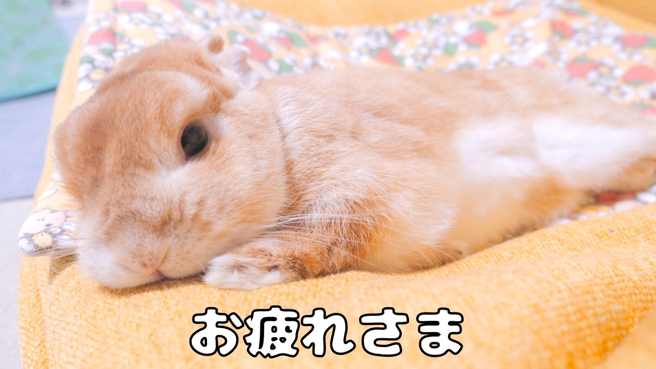 仕事で疲れて寝ていたら隣で寄り添ってくれたウサギが可愛かった【No.1894】
