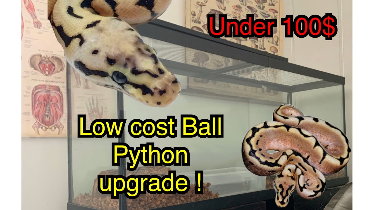 How to set up a Ball Python enclosure for under $100