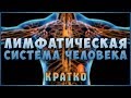 Застой и Очистка Лимфы! Знай и живи. Лимфатическая система! Лимфоузлы. Фролов Ю.А. Застой и Очистка Лимфы! Знай и живи. Лимфатическая система! Лимфоузлы. Фролов Ю.А.