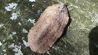 Download lagu Dila tana (Earth's tongue slug @ Valiguna Flava) mp3