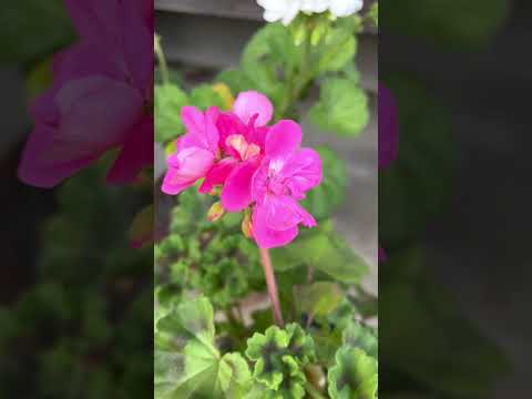 秋の多年生ゼラニウムの開花を延長して、色の光景を楽しむにはどうすればよいですか？  庭園