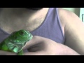 Green Iguana Elmo