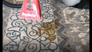 BEST Way To Clean DOG POOP From Carpet | Quick And Easy