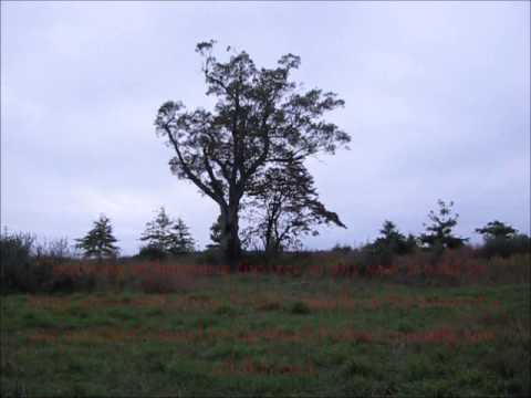 The Devil's Tree Video 1