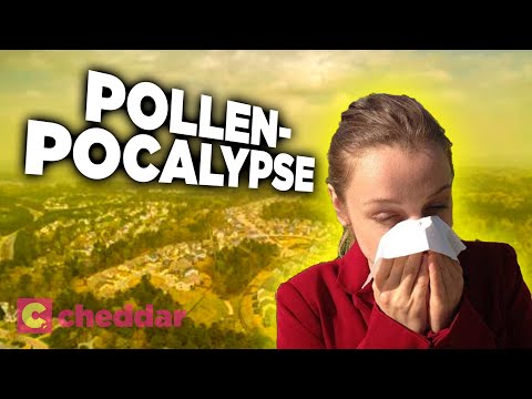 How Humans Are To Blame For Our Own Allergies