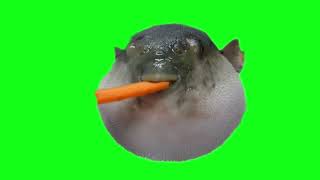 Pufferfish meme green screen (No link use YT TO MP4)