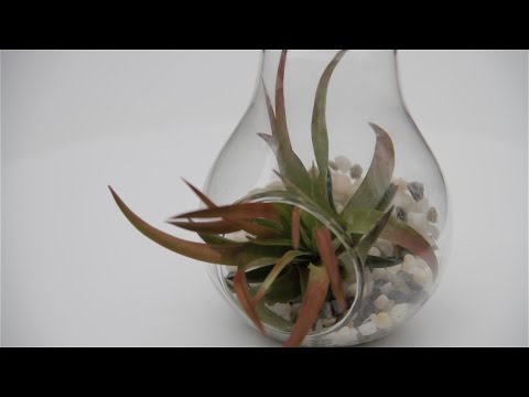 download lagu mp3 mp4 Velutina Air Plant, download lagu Velutina Air Plant gratis, unduh video klip Velutina Air Plant