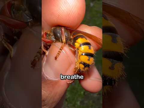 The Liquid That Instantly Destroys a Hornet’s Nest 🐝💧