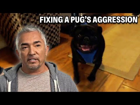 A Vicious Pug That Will Bite Anything & Everyone | Cesar 911 Season 3, Ep. 8 - Part 2
