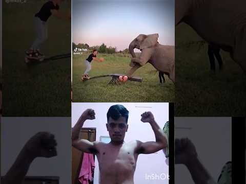 elephant bombastic#bombastic #elephant