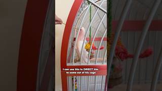 Cockatoo Got Really Good at Target Training