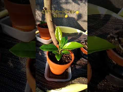 ヒント トリック 手順 柑橘類のポットを種から自分で育てる