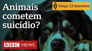 Miniatura do vídeo