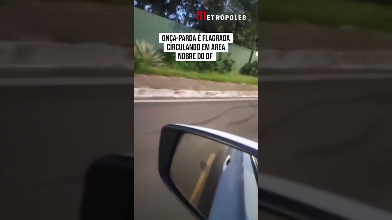 Onça-parda é flagrada circulando em área nobre do DF