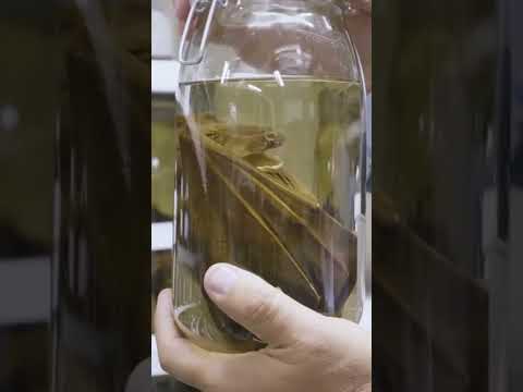 スミソニアンが動物を漬ける理由はこれだ。#スミソニアン #研究 #博物館 #短パン (This is why the Smithsonian pickles animals. #Smithsonian #research #museum #shorts)