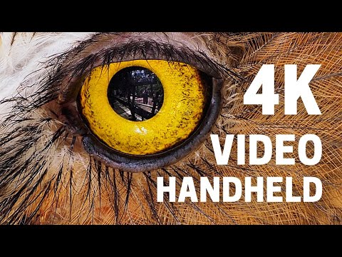 Birds In The City - Olympus E-M1 Mark III Video(Cinema 4K, UHD, 120FPS FullHD Slow Motion)