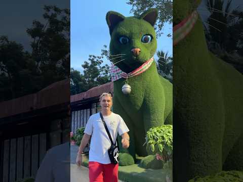 BEFORE / NOW 😳Crazy cat on the street 🐈#crazykozak #catlover #catshorts #catvideo #catholic #mycat