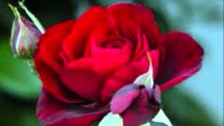 Leo Dan - El amor estuvo aquí.wmv