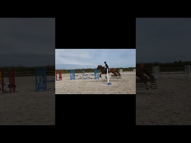 Superbe Hongre de 4 ans
