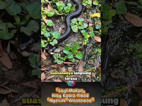 “Lagi Makan, King Kobra Tiba2 ‘Ngelirik’ Wisatawan” #shorts #viral #viralvideo