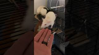 Rat Rodents Videos