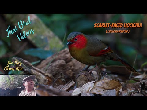 Minla ohnivolíca (Liocichla ripponi) — video o speve a chove