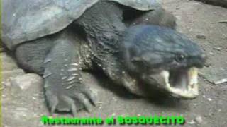 preview picture of video 'Tortuga exótica .Restaurante el Bosquecito Camoapa Nicaragua.'