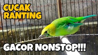 Download lagu PANCINGAN SUARA CUCAK RANTING JANTAN || SUARA PIKAT CUCAK RANTE mp3 Download lagu PANCINGAN SUARA CUCAK RANTING JANTAN || SUARA PIKAT CUCAK RANTE mp3