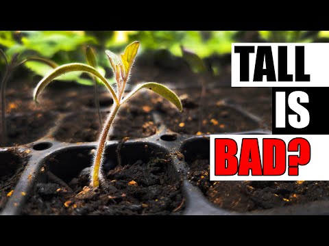 Solutions To Blossom End Rot In Tomatoes etc