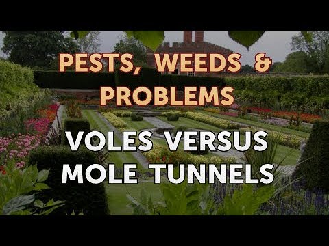 Voles Versus Mole Tunnels