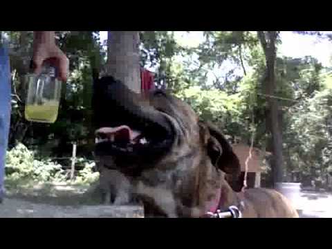 pooh bear the pitbull