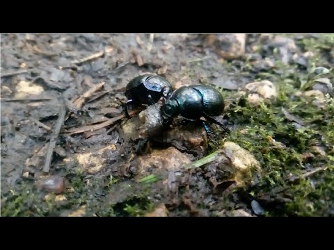 The dor beetle's live