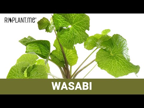 Wasabi (Wasabia japonica) | Alles was Du wissen musst |riplant.me
