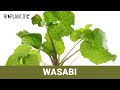Wasabi Wasabia Japonica Alles Was Du Wissen Musst Riplant Me