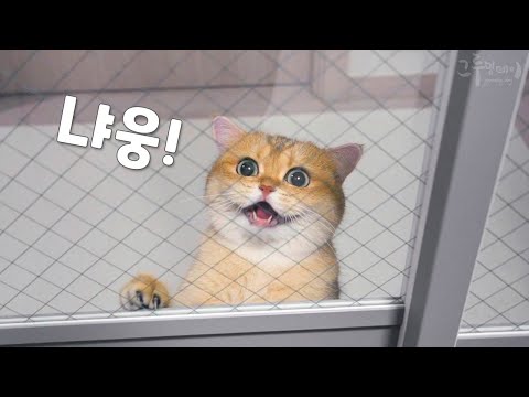 사랑받고 싶어 서럽게 우는 고양이