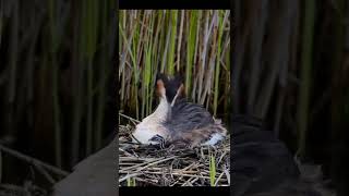 Download lagu Ketika bayi burung minta makan😍 #shorts #viral #fyp #status #whatsapp #cute mp3