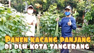 Download lagu Panen Kacang Panjang di Lokasi Wisata Edukasi DLH Kota Tangerang mp3
