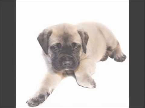 English Mastiff
