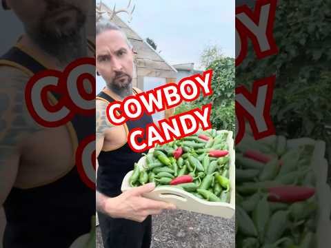 How to make cowboy candy. #candiedjalapenos #cowboycandy #jalapeño