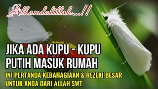 Download lagu ALHAMDULILLAH !! JIKA ADA KUPU KUPU PUTIH MASUK RUMAH, INI PERTANDA KEBAHAGIAAN & REZEKI DARI ALLAH mp3 Download lagu ALHAMDULILLAH !! JIKA ADA KUPU KUPU PUTIH MASUK RUMAH, INI PERTANDA KEBAHAGIAAN & REZEKI DARI ALLAH mp3
