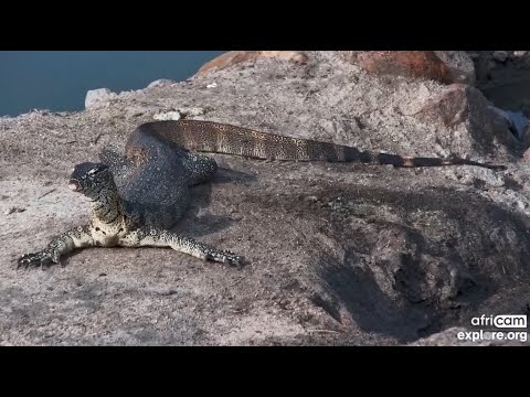 Nile monitor (Varanus niloticus) sunbathing at Nkorho Bush Lodge - africam - explore.org