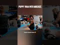 The Cutest Yoga Distraction Ever Puppyyoga Bellevilleontario Princeedwardcounty