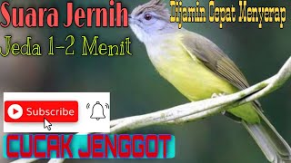 Download lagu MASTERAN MURAI BATU SUARA CUCAK JENGGOT JEDA 1-2 MENIT mp3