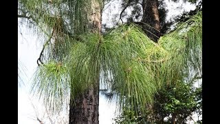 ダイオウショウ 大王松 の剪定方法 加須市の植木屋 中島造園