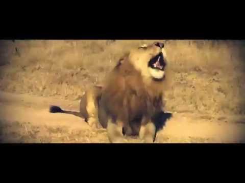 WIZDOM - WHO ARE YOU