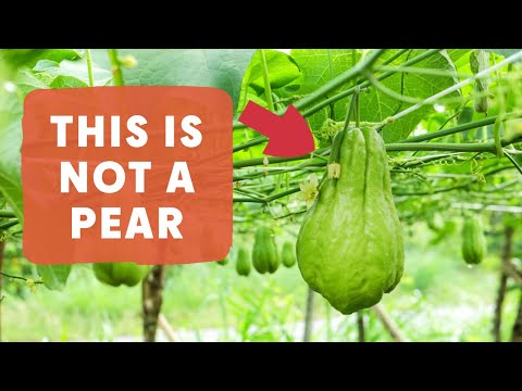 Garden to Plate: Chayote Squash. Can you really grow 100 per vine?!