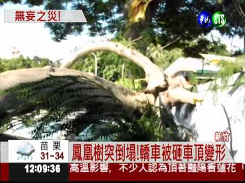 鳳凰樹砸車變形! 轎車車主盼國賠
