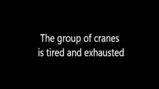 Marc Bernes - Cranes | "Журавли"